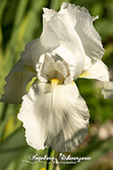 A-Z, Blumen - Iris weiss