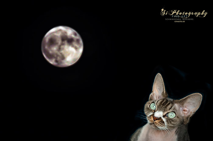 Mond am 14.11.2016 mit Katze
