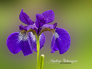 Handyfotografie Iris blau