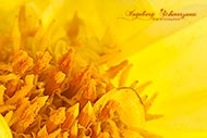 Blumen - Macro - gelb