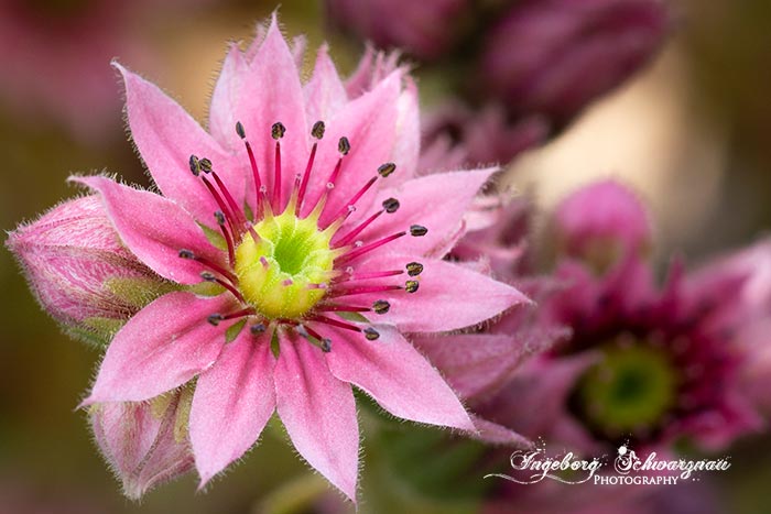 Macro-Blume-Pink