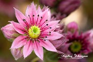 Macro-Blumen-Pink