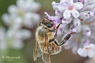 Macro - Bienen - Hummeln