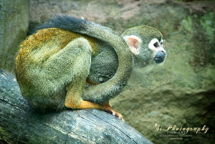 Affe 22