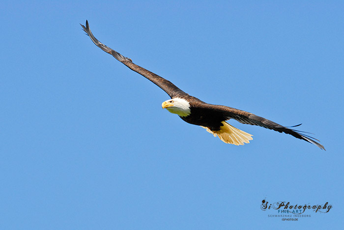 Greifvogel 100