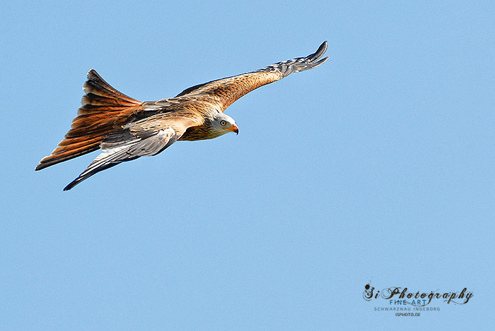 Greifvogel 125