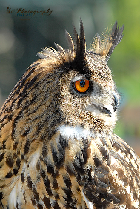 Greifvogel 169