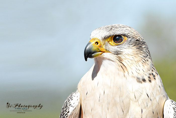 Greifvogel 181