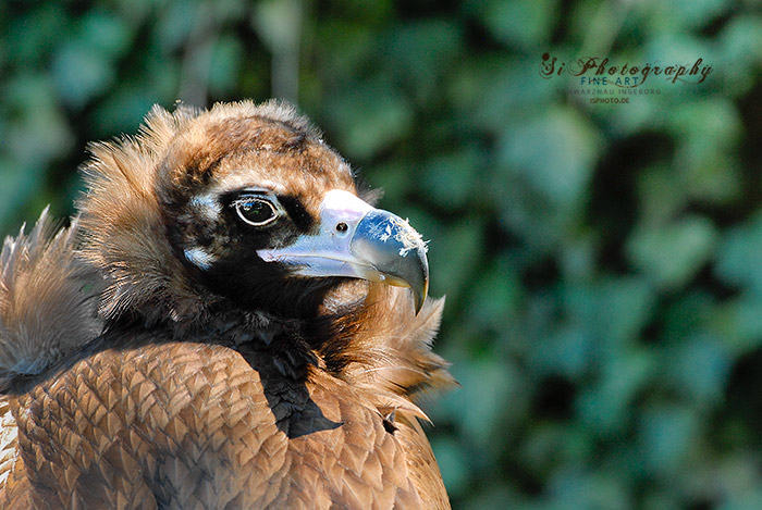 Greifvogel 29