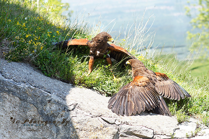Greifvögel 3470