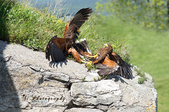 Greifvögel 3471