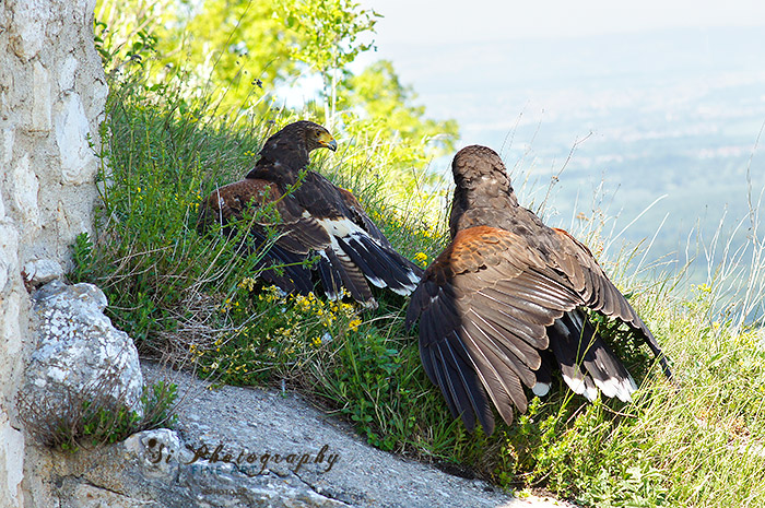 greifvogel 3482