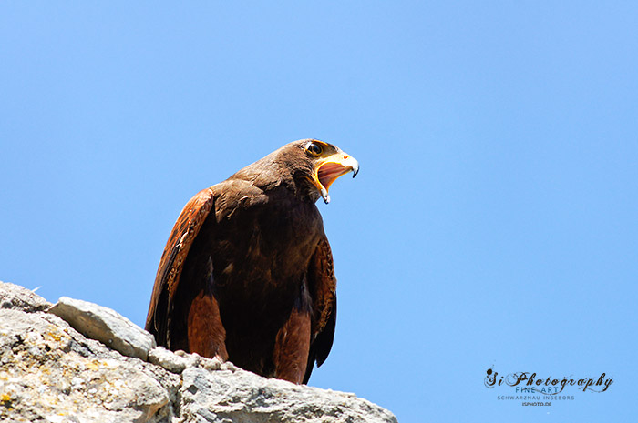 Greifvogel 3497