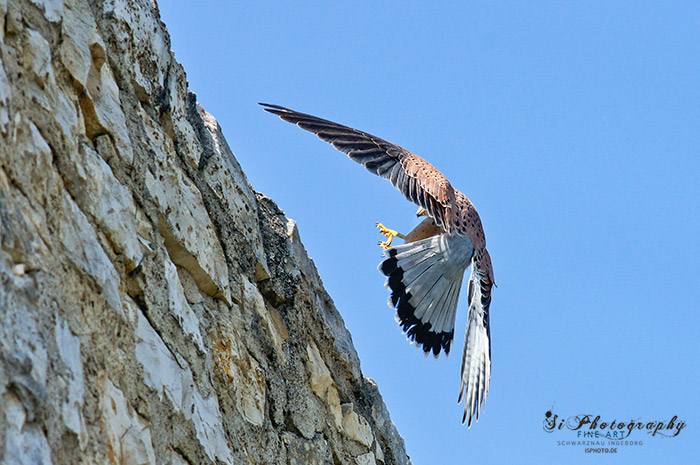 Greifvogel 3509