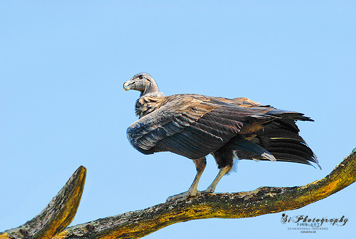 Greifvogel 71
