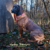 Hannoversche Schweißhund Margot