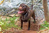 Labrador braun