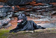 Labrador - schwarz