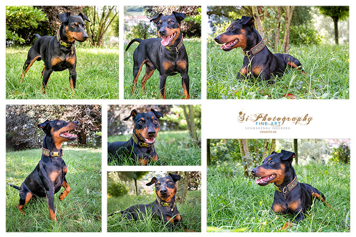 Collage Pinscher