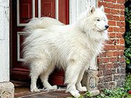 Hund Samojede