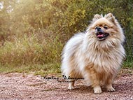 Hunde - Spitze