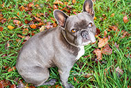 Französische Bulldogge