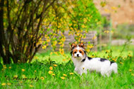 Hunde-Mischlinge