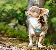 Chihuahua
