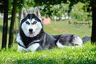 Husky