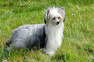 Chinese Crested