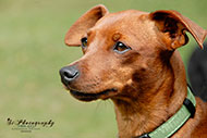 Pinscher