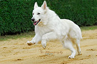 Schäferhund
