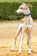 Windhunde