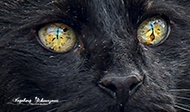Katze schwarz