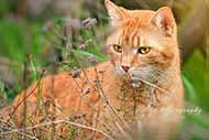 Katze - rot
