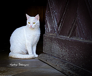 Katze Weiß