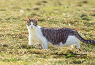 A-Z Katzen, Hauskatze S/W/grau