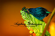 Prachtlibelle
