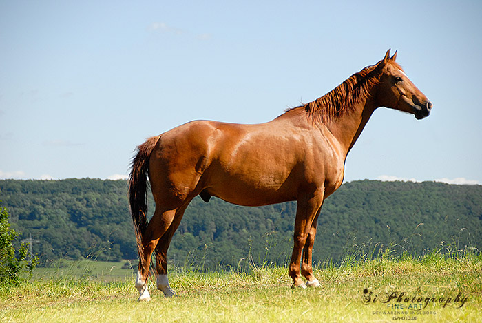 Pferd 177
