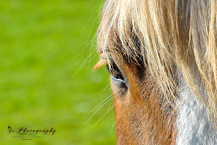 Pferd 62