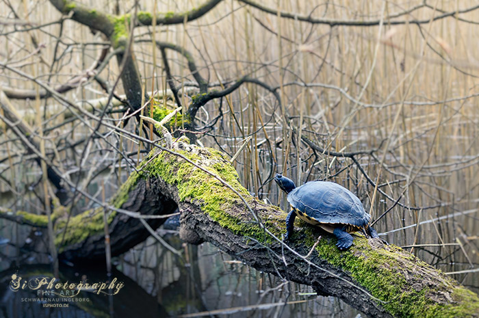 Schildkröte 2815