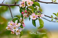 Baumblüten