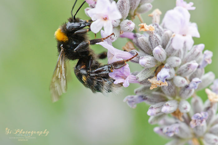 Hummel 248