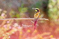 Bienenfresser 2