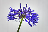 Agapanthus blau