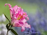 Lilien rosa