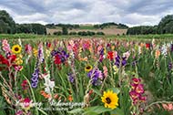 Blumen