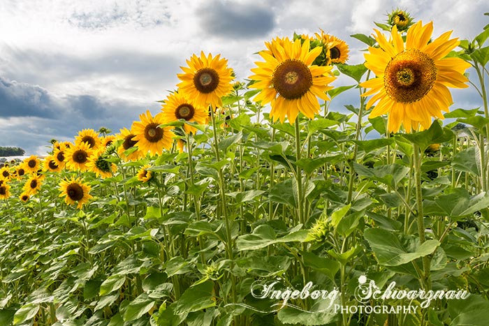 Sonnenblumenfeld