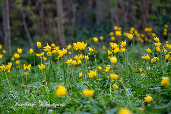 tulpen 254