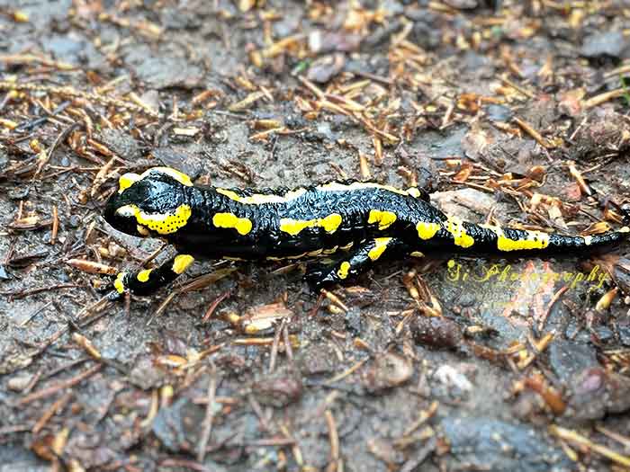 Feuersalamander